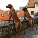 Dexter & Argos in Visby