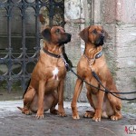 Argos & Dexter by St Catherine's Church ruin