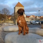 Argos sitting on one of the big rocks at Almedalen