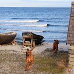 Argos and Dexter have fun at the Baltic sea