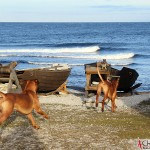 Argos and Dexter have fun at the Baltic sea