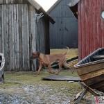 Argos at Helgumannens fishing station