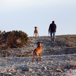 Tomas, Dexter & Argos at Langhammar's