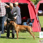 Kadamo Nothing But Gold "Argos"