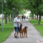 Tomas, Argos & Dexter at the vicarage