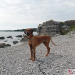 Dexter at The limestones