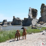Argos & Dexter at the limestones in Asunden