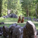 Dexter & Argos at Gnisvärd stone ship grave