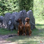 Dexter & Argos at Gnisvärd stone ship grave