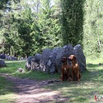 Dexter & Argos at Gnisvärd stone ship grave