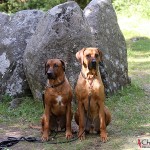 Dexter & Argos at Gnisvärd stone ship grave