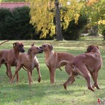 Argos, Greta, Olga & Dexter