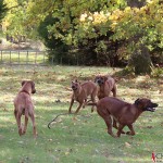 Olga, Greta, Dexter & Argos