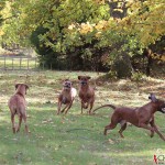 Olga, Greta, Dexter & Argos