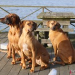 Argos, Dexter, Greta & Olga