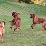 Olga, Argos, Greta & Dexter