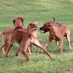 Dexter, Greta & Argos