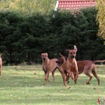 Olga, Greta, Argos & Dexter