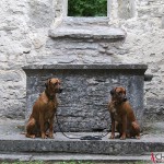 Dexter & Argos at the Ehlinghem churchruin