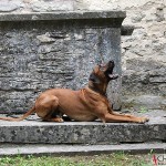 Argos at the Ehlinghem churchruin