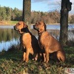 Dexter & Argos at the lake