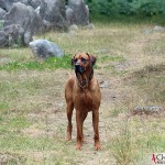 Dexter at the boat-shaped graves in Rannarve