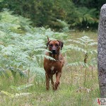 Argos at the boat-shaped graves in Rannarve