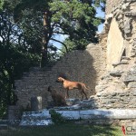 Argos & Dexter at Bara Church Ruin