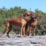 Dexter & Argos at Södra Hällarna nature reserve, outside of Visby