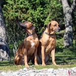 Argos & Dexter by the pine trees at Ljugarn