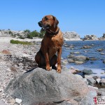 Dexter by the limestones at Folhammar in Ljugarn