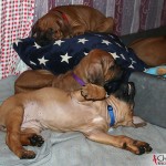Litter De Stijl’s Ayo by Dexter