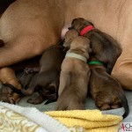 Newborn beautiful miracle puppies