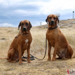 Argos & Dexter at Hoburgen