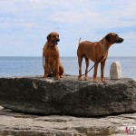 Dexter & Argos at Ryssnäs, Fårö