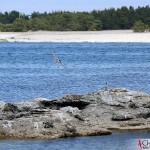 Gamle hamn, Fårö