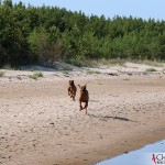 Dexter & Argos running at Norsta Auren, Fårö