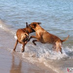 Dexter & Argos at Norsta Auren, Fårö