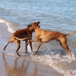 Dexter & Argos at Norsta Auren, Fårö