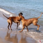 Dexter & Argos at Norsta Auren, Fårö