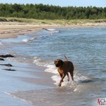 Argos at Norsta Auren, Fårö