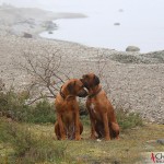 Dexter & Argos at Ekstakusten