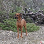 Dexter at Ekstakusten