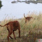 Dexter & Argos at Ekstakusten