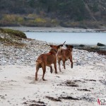 Dexter & Argos running at Ihreviken