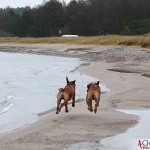 Dexter & Argos running at Ihreviken