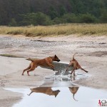 Dexter & Argos running at Ihreviken