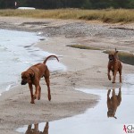 Dexter & Argos running at Ihreviken