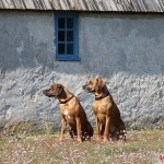 Argos & Dexter in Kovik