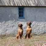 Argos & Dexter in Kovik